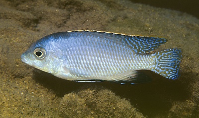 Protomelas fenestratus 'Ntekete'